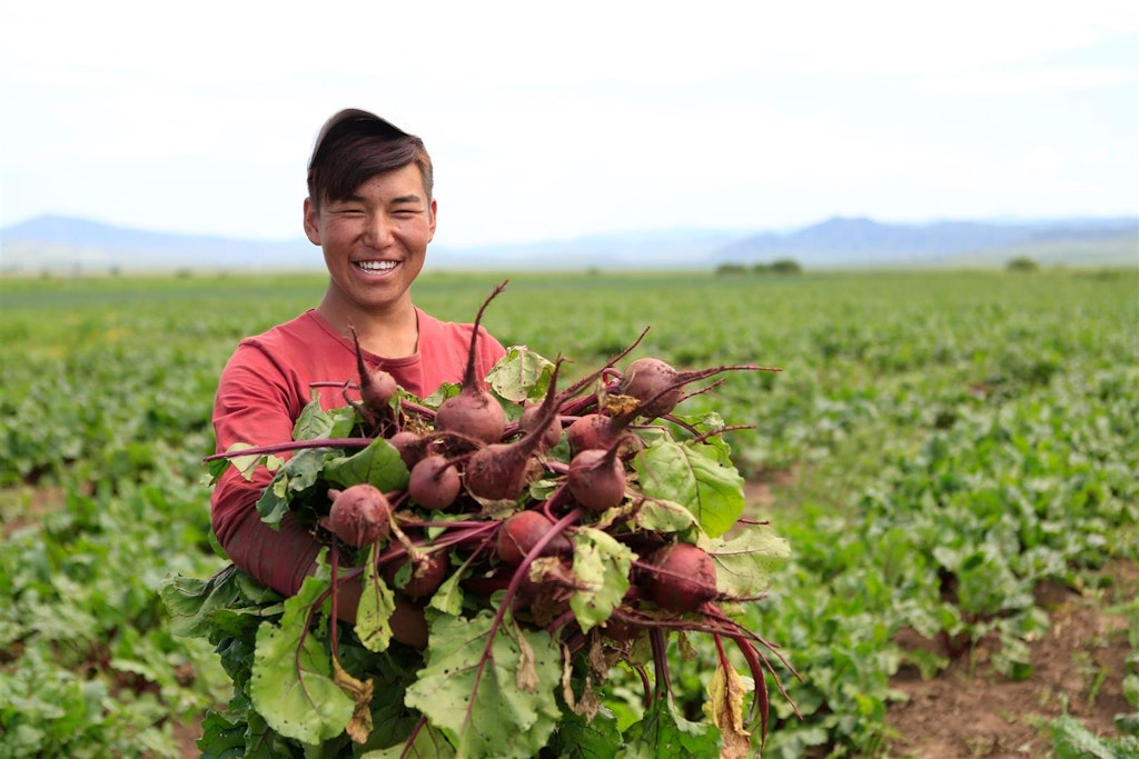 Farmer on his land holding beetroots