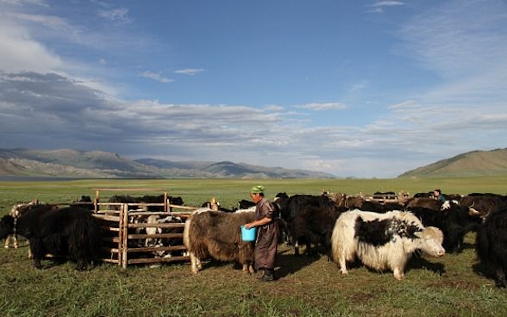 Yaks and a woman farmer