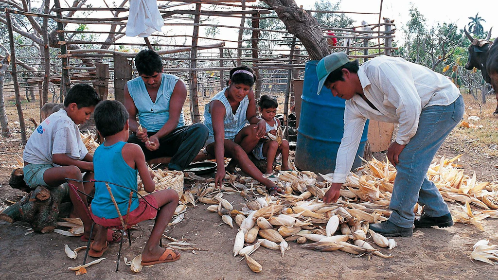 Familia de agricultores recolecta maíz en Nicaragua.